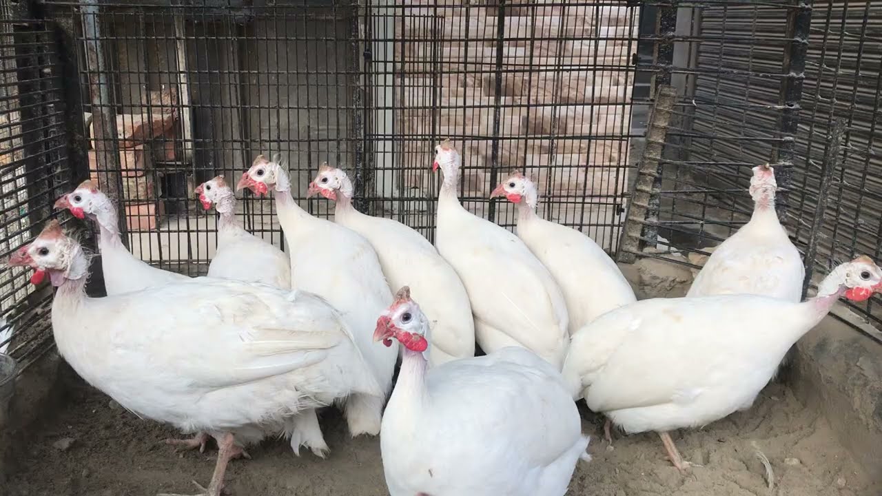 White Partridge | Chakor | Pakistan's National Bird