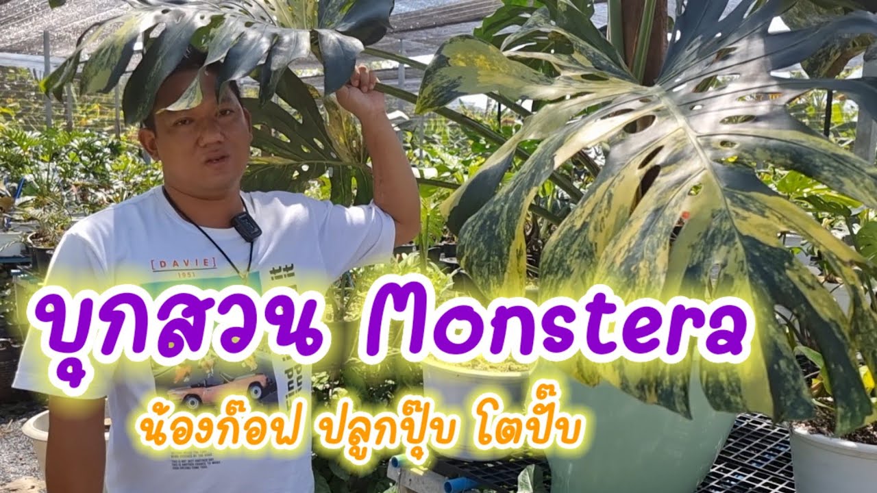 บุกสวน Monstera ปลูกปุ๊บโตปั๊บ น้องก๊อฟ | วาวา ป่าสัก