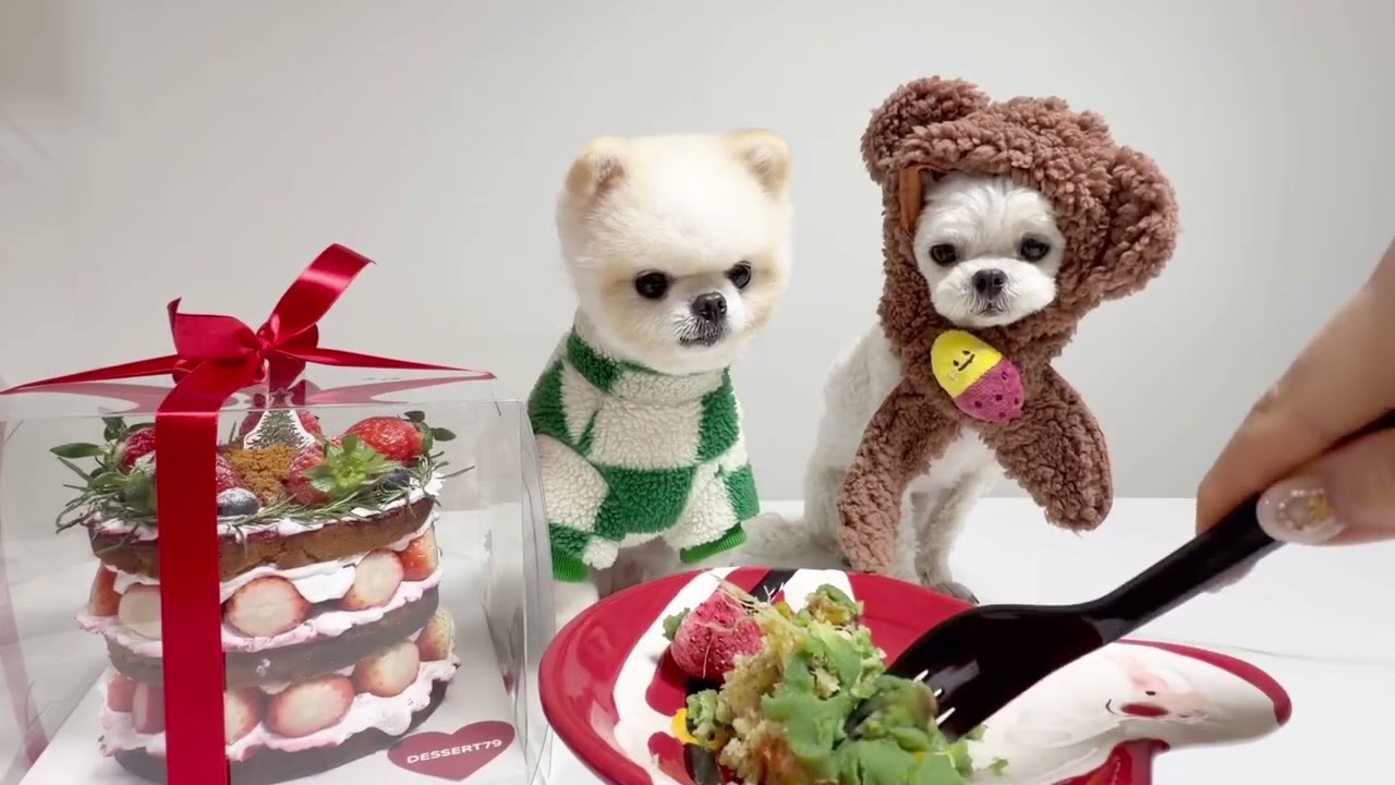 강아지 크리스마스 케이크 먹방 merry christmas⭐️