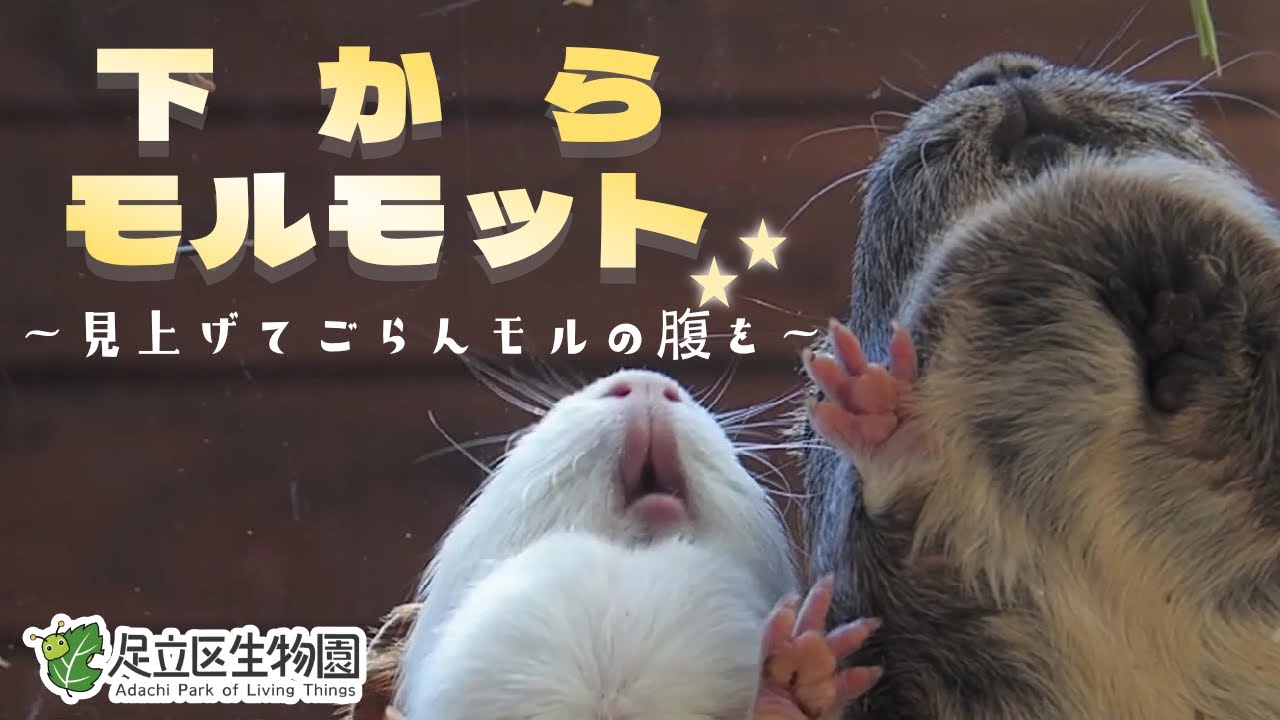 下からモルモット～見上げてごらんモルの腹を～【足立区生物園プレミア公開】