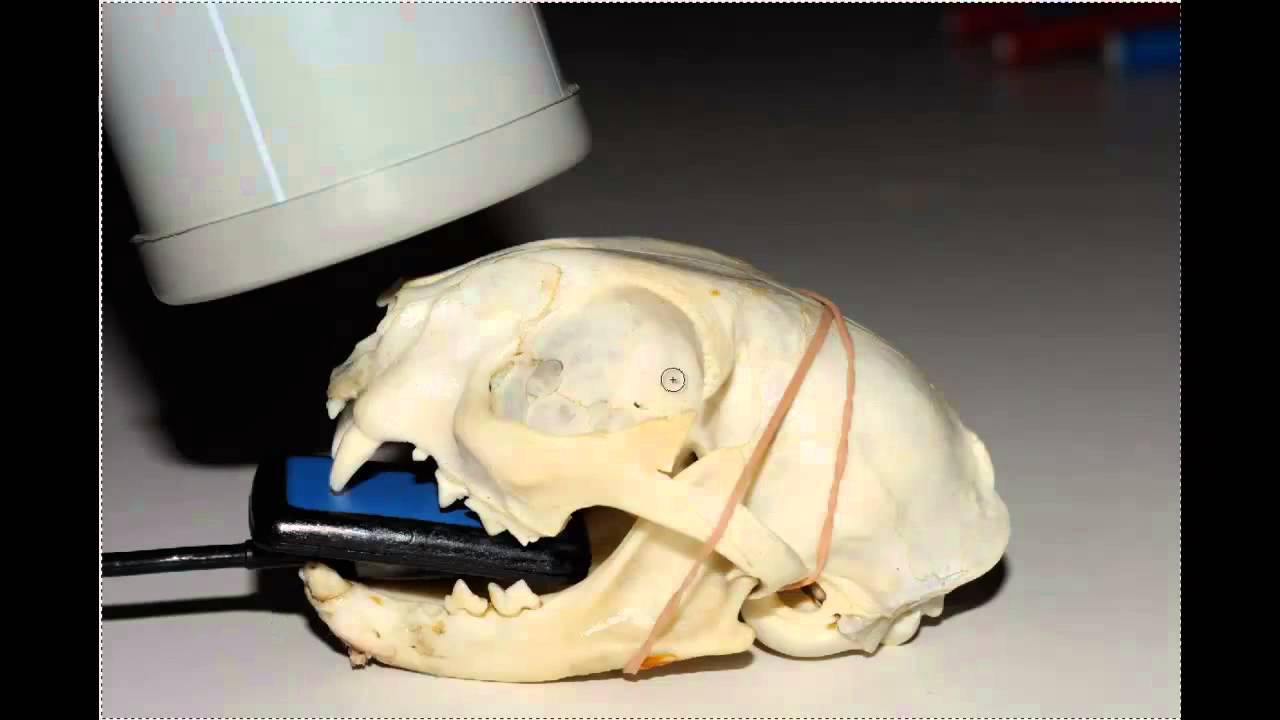 Standard Feline Dental Radiography