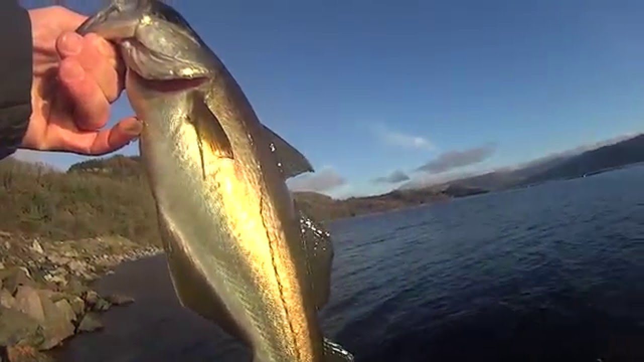 A sunny day in Winter. Loch Fyne LRF.