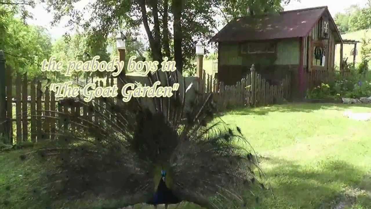 Frontyard Cottage garden tour in Hopalong Hollow with commentary by Jeri landers