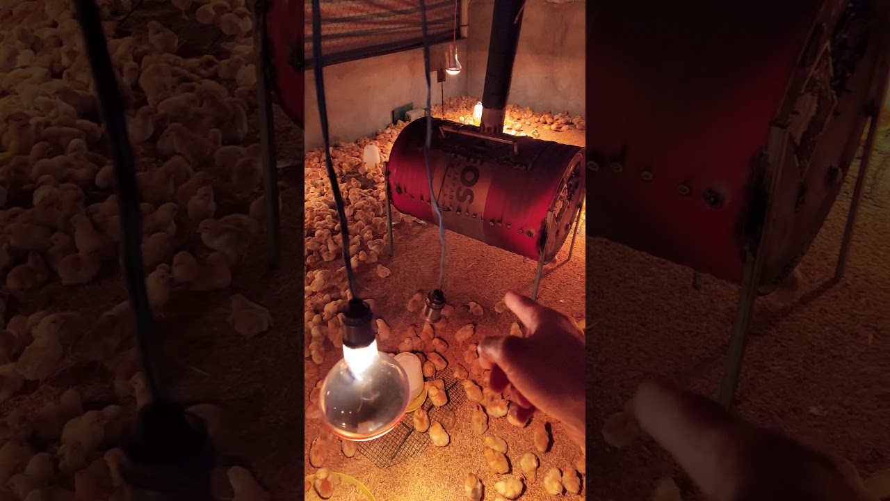 lò úm gà con đốt bằng củi