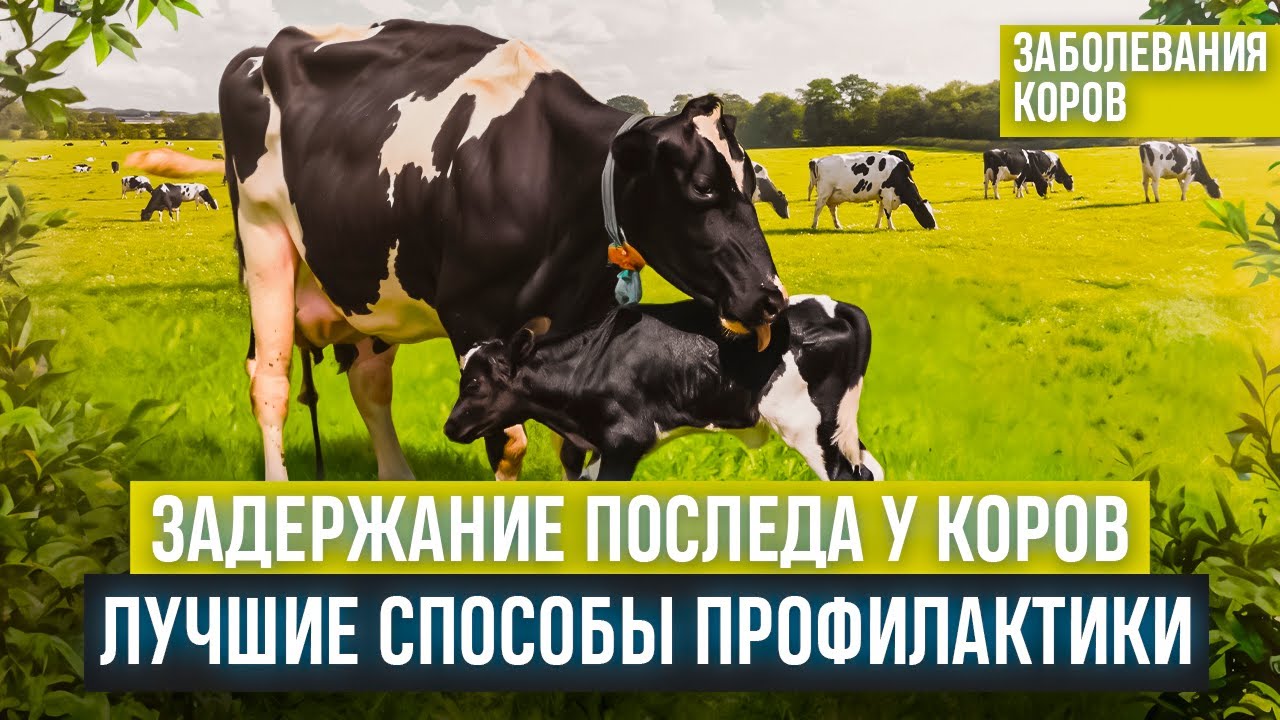 Задержание последа у коров. Лучшие способы профилактики.