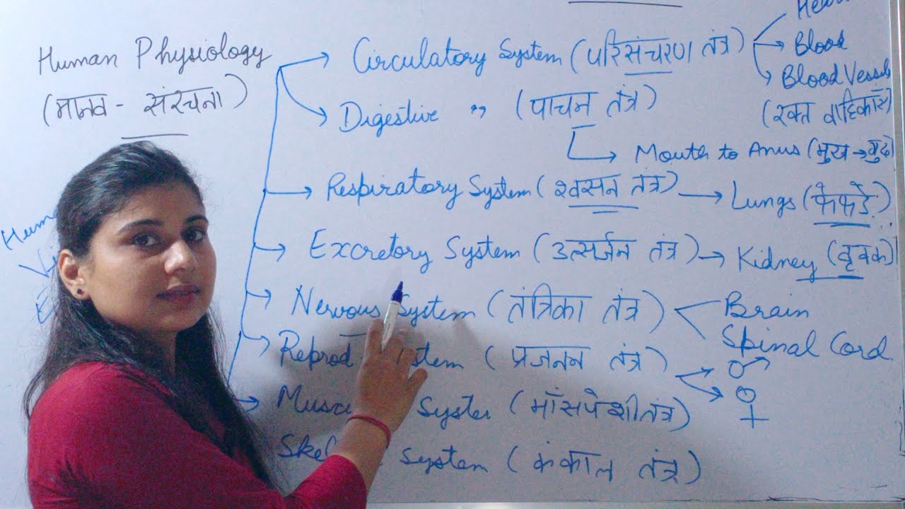 Biology / Zoology / Lesson-2 / Human Physiology / Organ System / अंग तंत्र/ Science/Biology in hindi