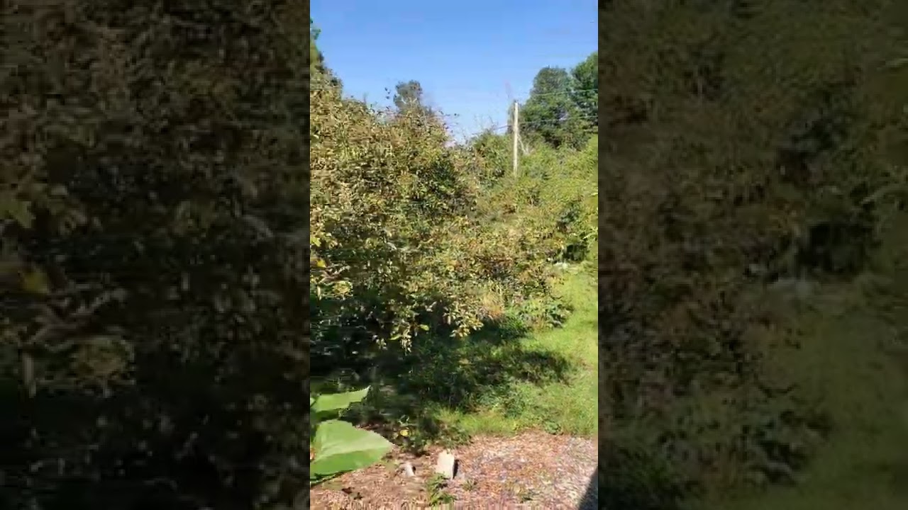 Nature. Not lawns. 