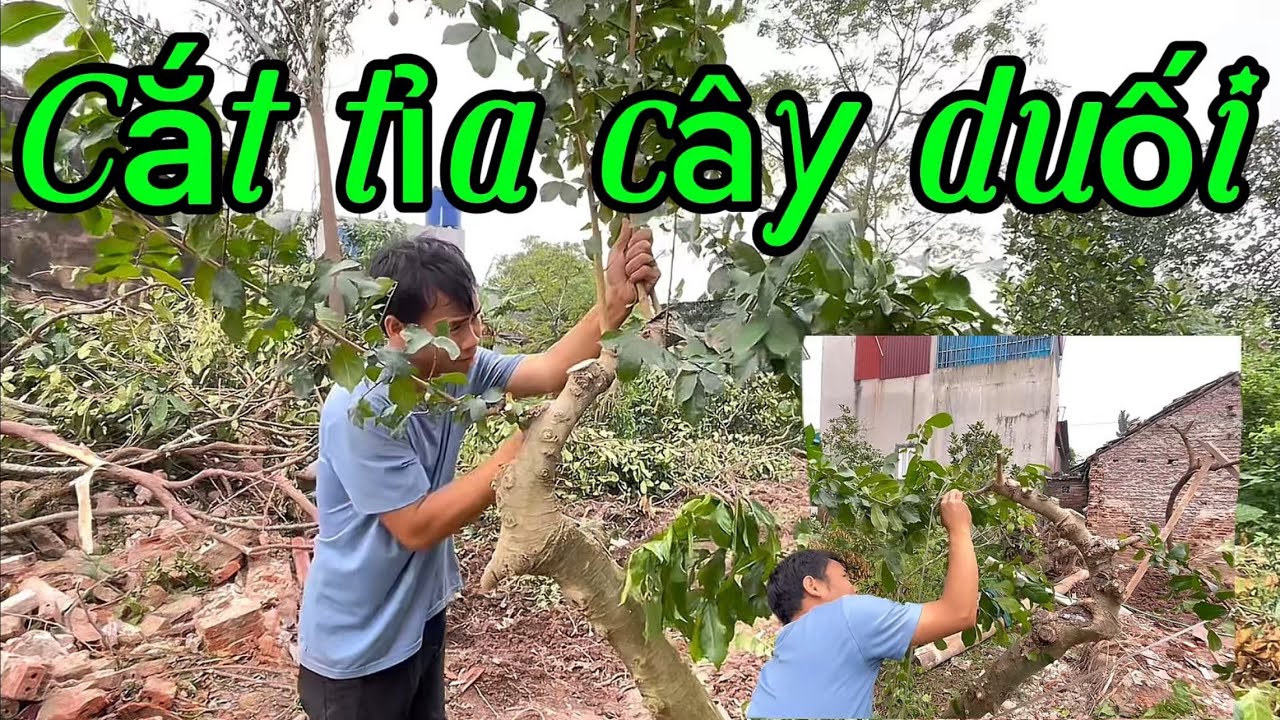 Người ta thì làm đẹp anh em mình lại phá một em Duối 