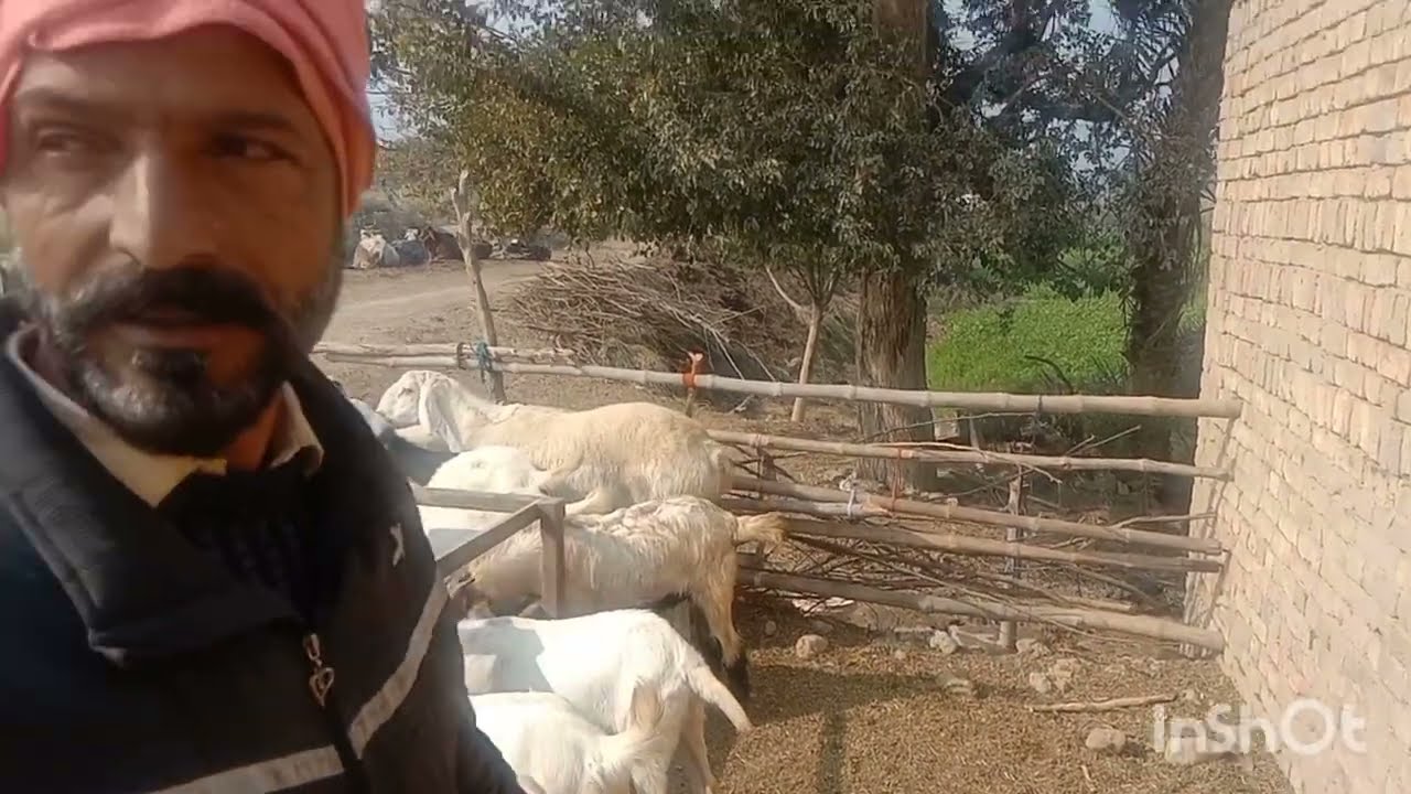 #subscribe#trending #goat #viralvideo #villagelife #medicare #animallife #sale #maa #sraikivlog 
