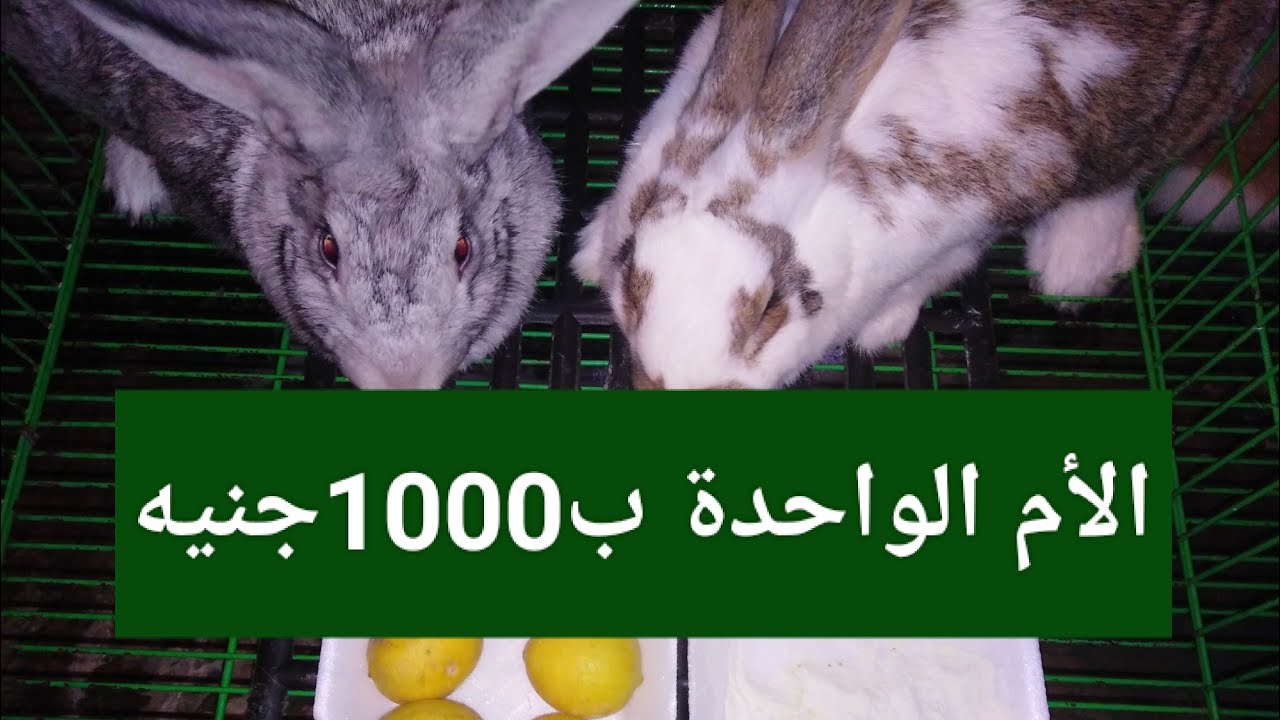الام الواحدة ب1000جنيه وخلفاتها بأعلى سعر يا ترى أبدا إزاى أسمع الحلقه دى بسرعه.