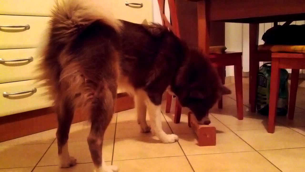 Phoenix Canadian Eskimo Dog Problem Solving