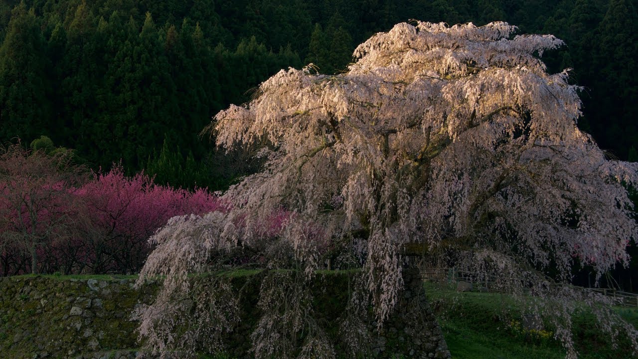 黎明の一本桜　奈良・又兵衛桜　癒しの風景　朝日に染まる桜色　Cherry tree in a dawn. Matabeisakura　音のスケッチ71／Ryuju