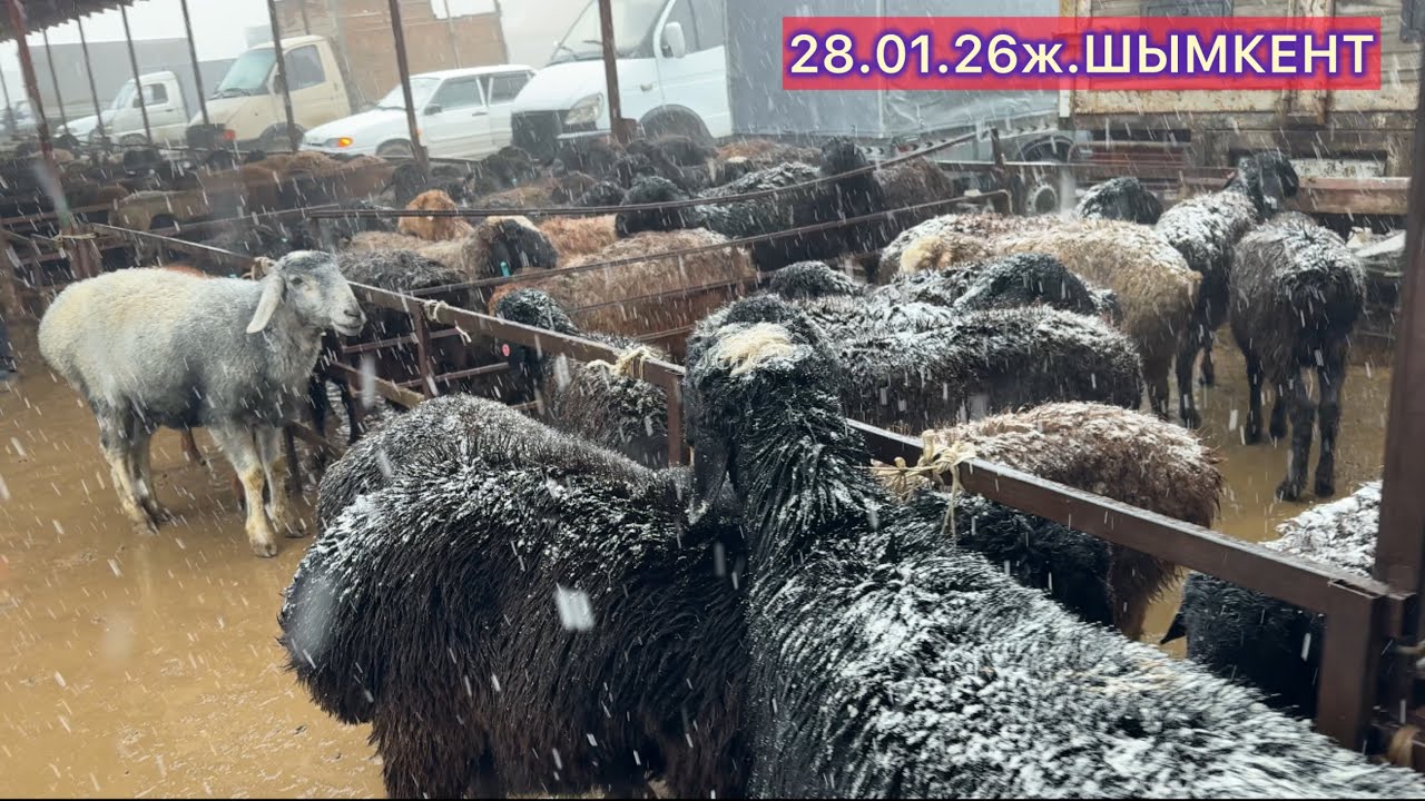 Қой,ешкі бағасы 28.01.26ж