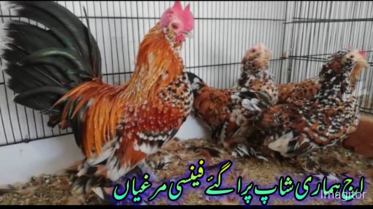 Aaj hamari shop per a gaye fancy murge🐓🐓🐓🐓