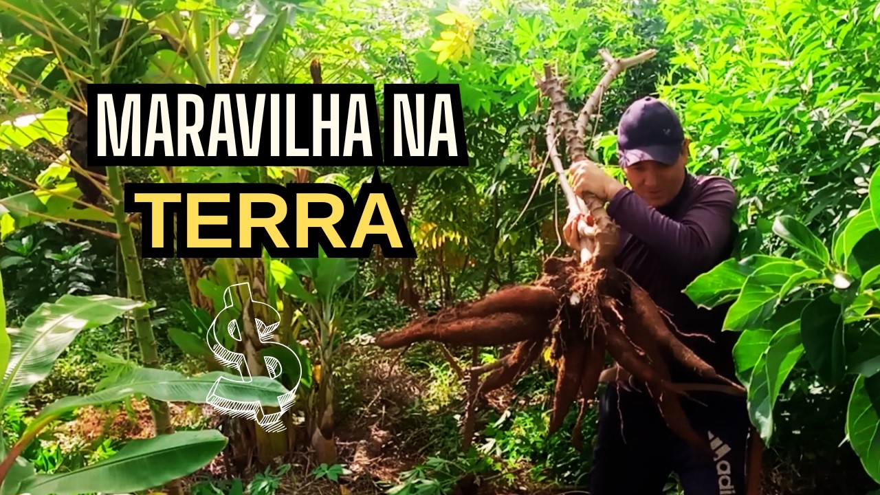 Tirei isso da AGROFLORESTA- Fartura na terra