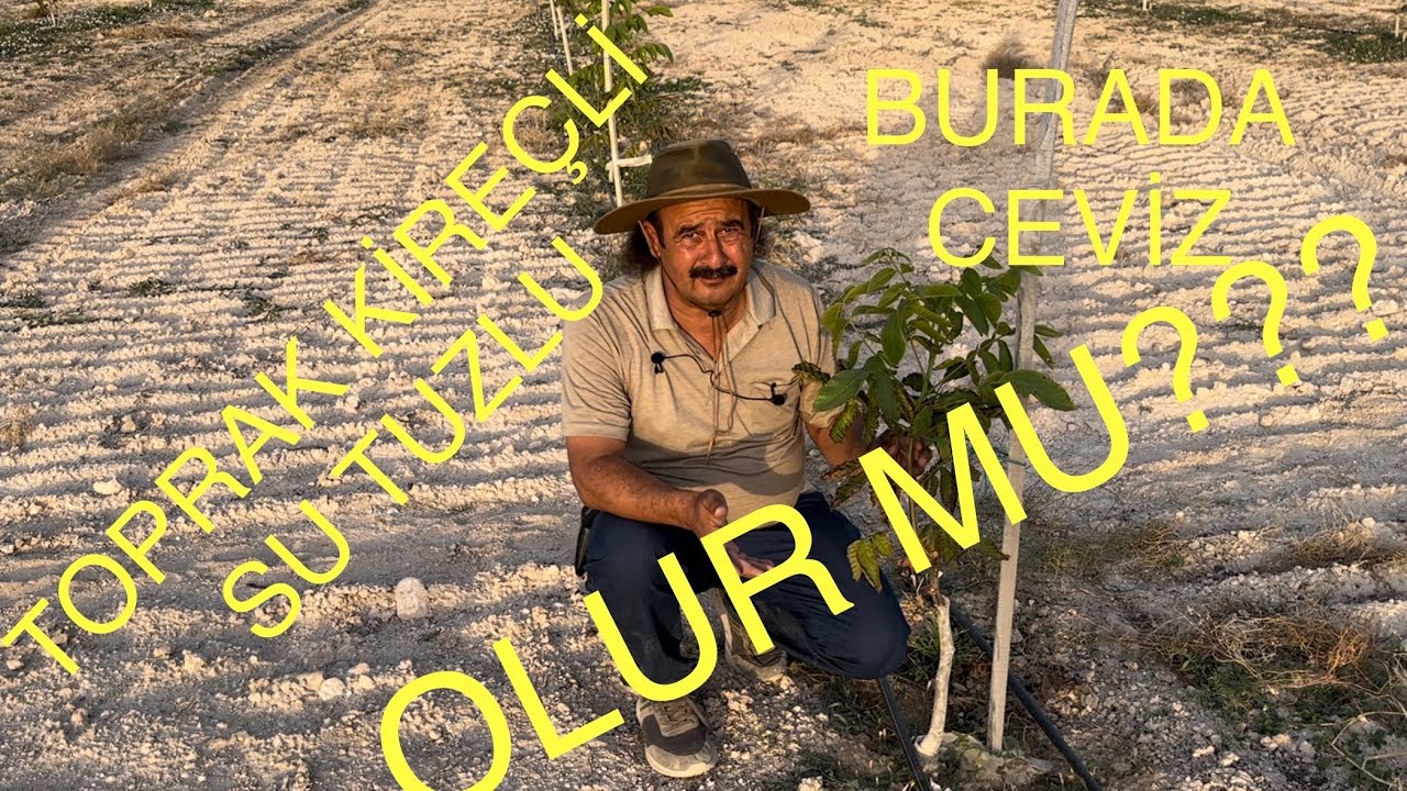 TOPRAK KİREÇLİ , SU TUZLU. BURADA CEVİZ YETİŞİR Mİ? Bahçe kurarken AMAN DİKKAT. Ceviz Adam Ahmet