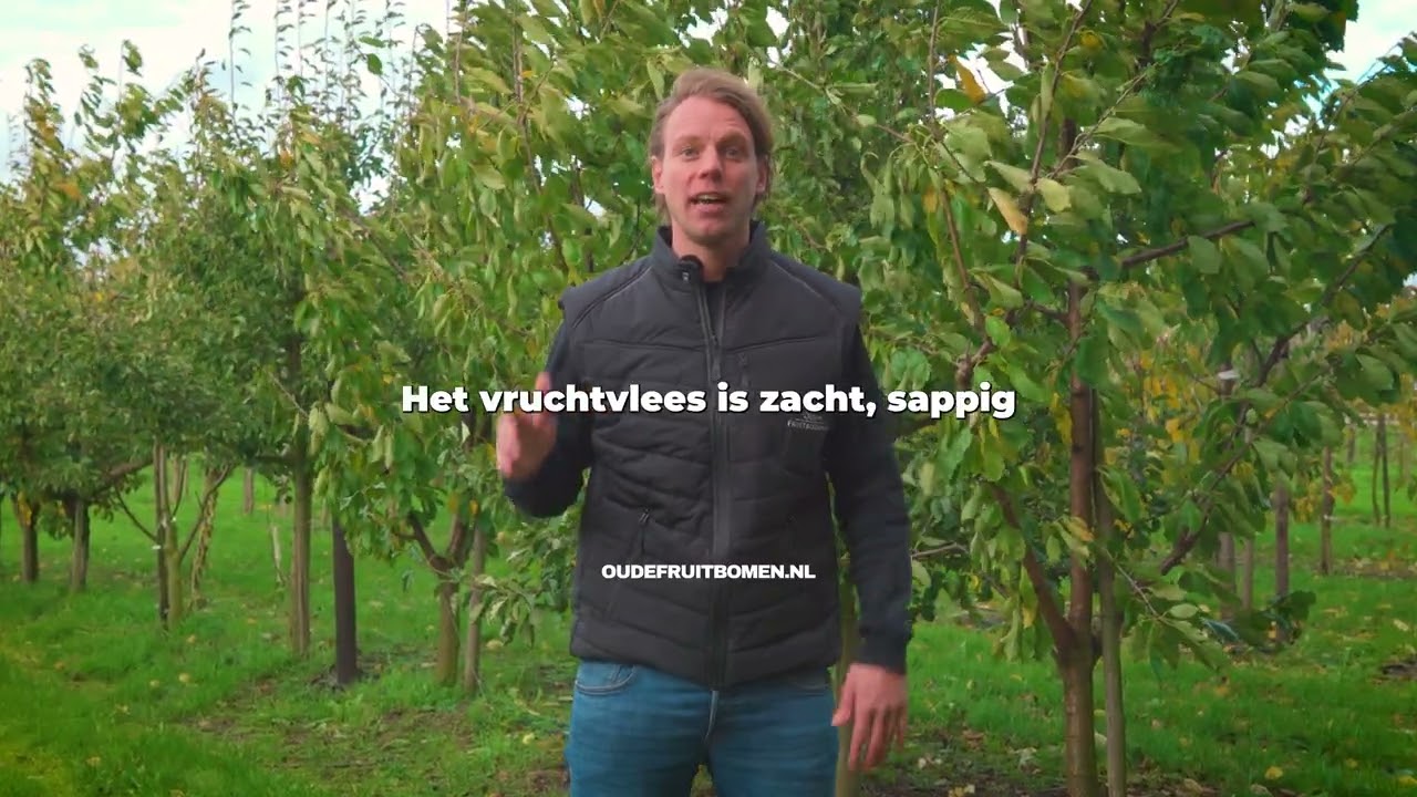 Doyenné du Comice Perenboom Kopen: De Beste Dessertpeer! 🍐👑