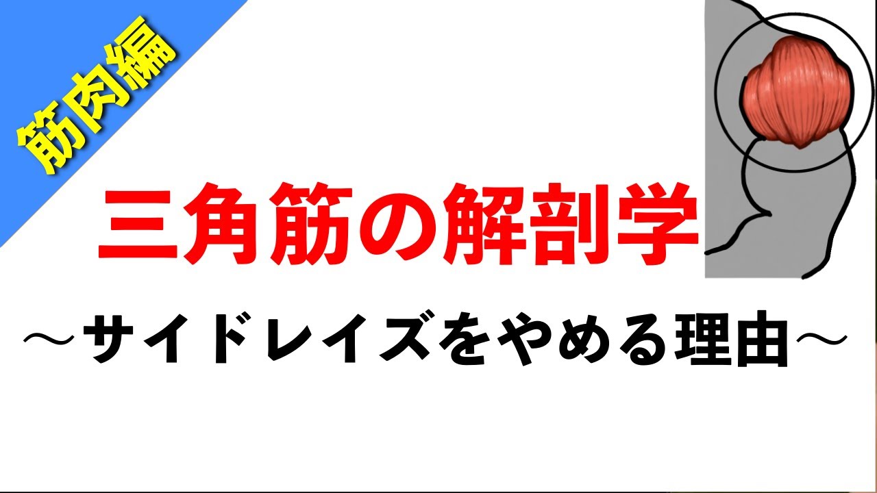 【柔道整復師が教える解剖学】三角筋の構造と怪我をしない肩のトレーニングの選び方【タロ塾#26】