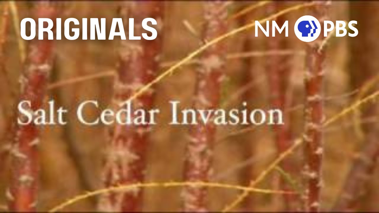 Salt Cedar Rio Grande Invasion | New Mexico PBS