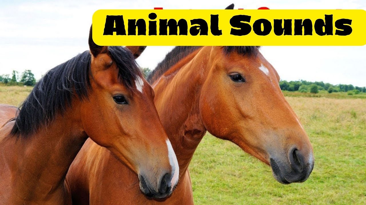 Animal Sounds for Children (20 Amazing Animals)