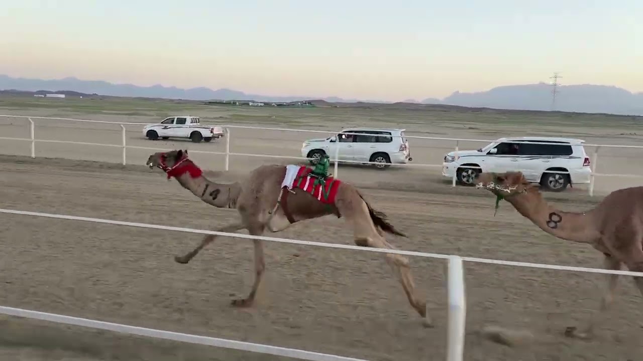 الشوط الاول زمول الناعس / عبدالمجيد عبدالله الجهني 