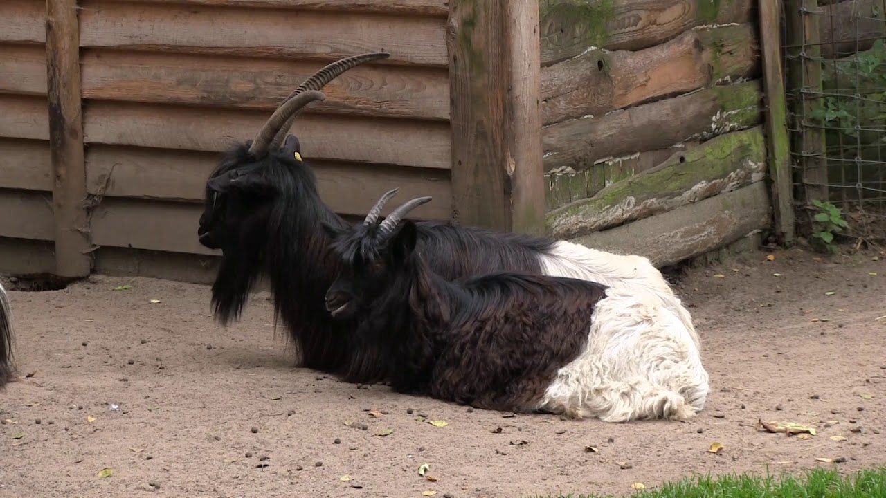 Saerbeck   Wildfreigehege N&ouml;ttler Berg   Valais Blackneck Goat 01 ies