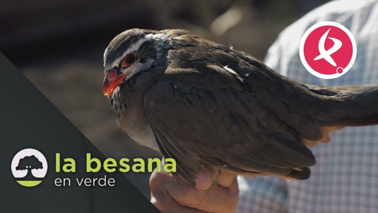 Una granja de altos vuelos | La Besana en verde