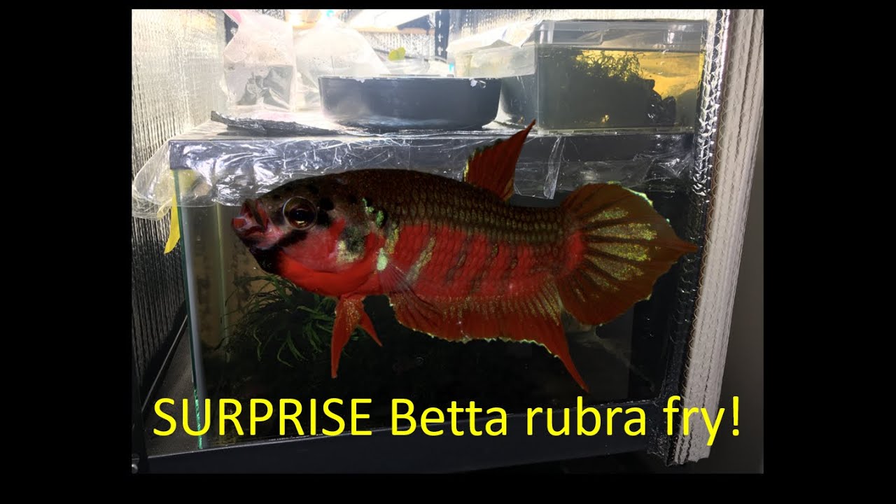 How to care for SUPRISE Betta rubra fry?!