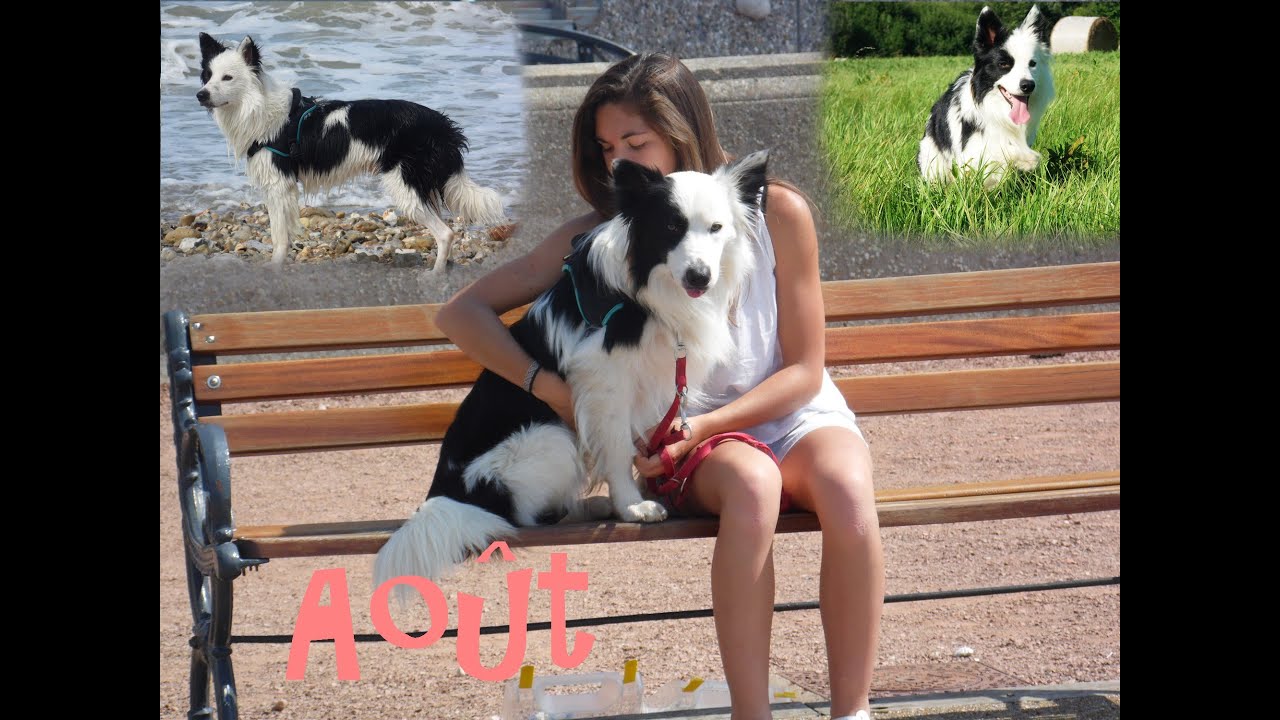 ☼ Summer with Border Collie ☼ #PART2 August