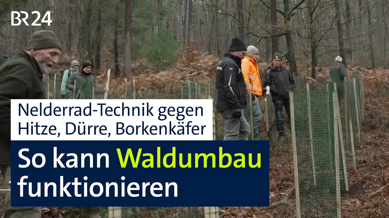 So soll der Waldumbau funktionieren | BR24
