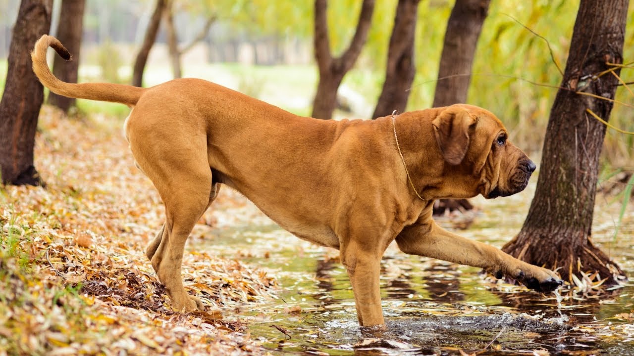 Best of FILA BRASILEIRO | The Ferocious Guard Dog