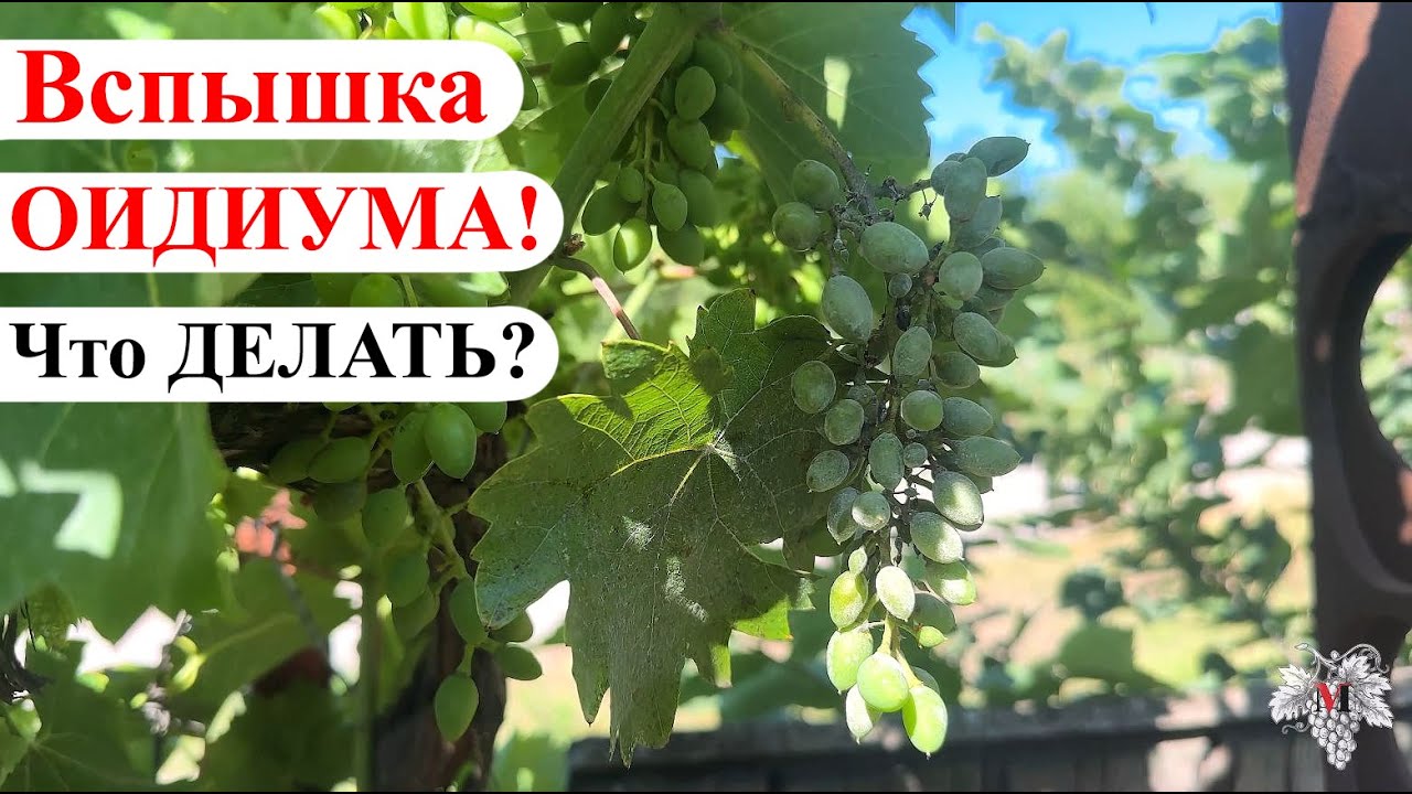 Вспышка ОИДИУМА на ВИНОГРАДЕ &ndash; Что ДЕЛАТЬ / Чем ЛЕЧИТЬ?