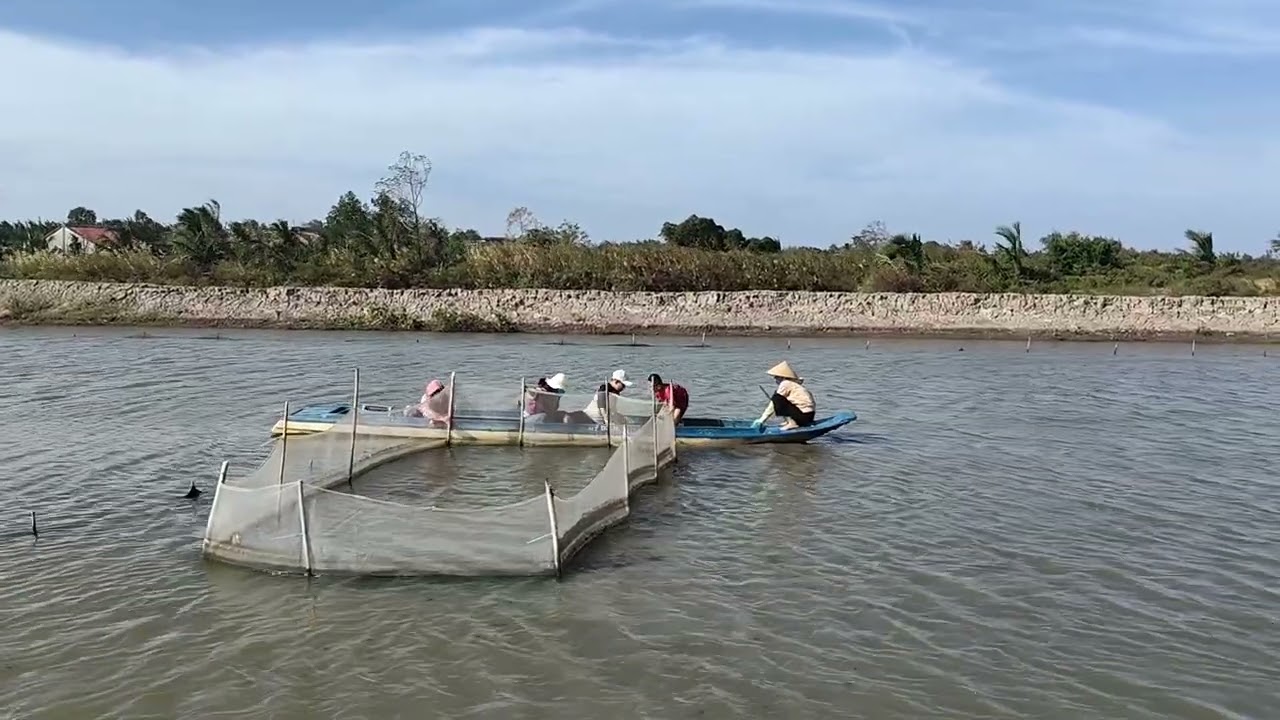 Kem về cà mau ăn tết nhà Bác 2 đi bắt sò huyết ( mùng 2 tết p5 )