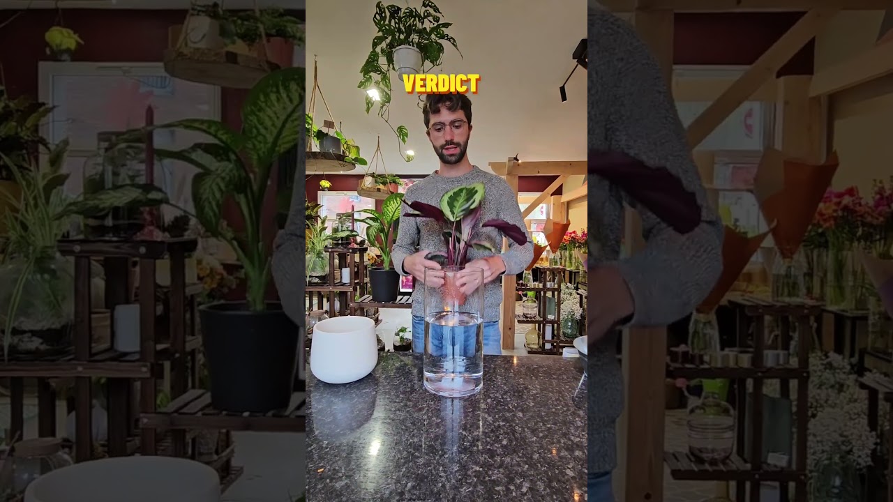ARR&Ecirc;TE D'ASSASSINER TES PLANTES D'INT&Eacute;RIEUR 🔪🪴 #fleuriste #tuto #plante