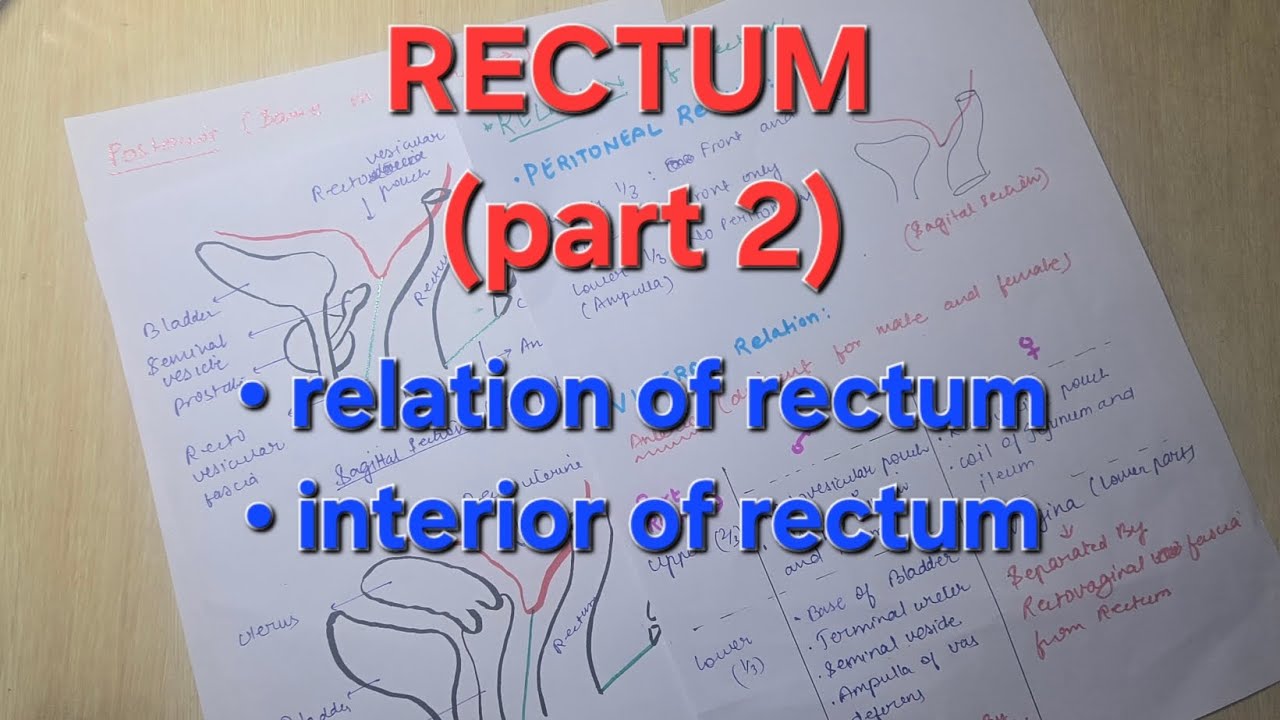 Rectum Anatomy part 2 | mbbs 1st year anatomy