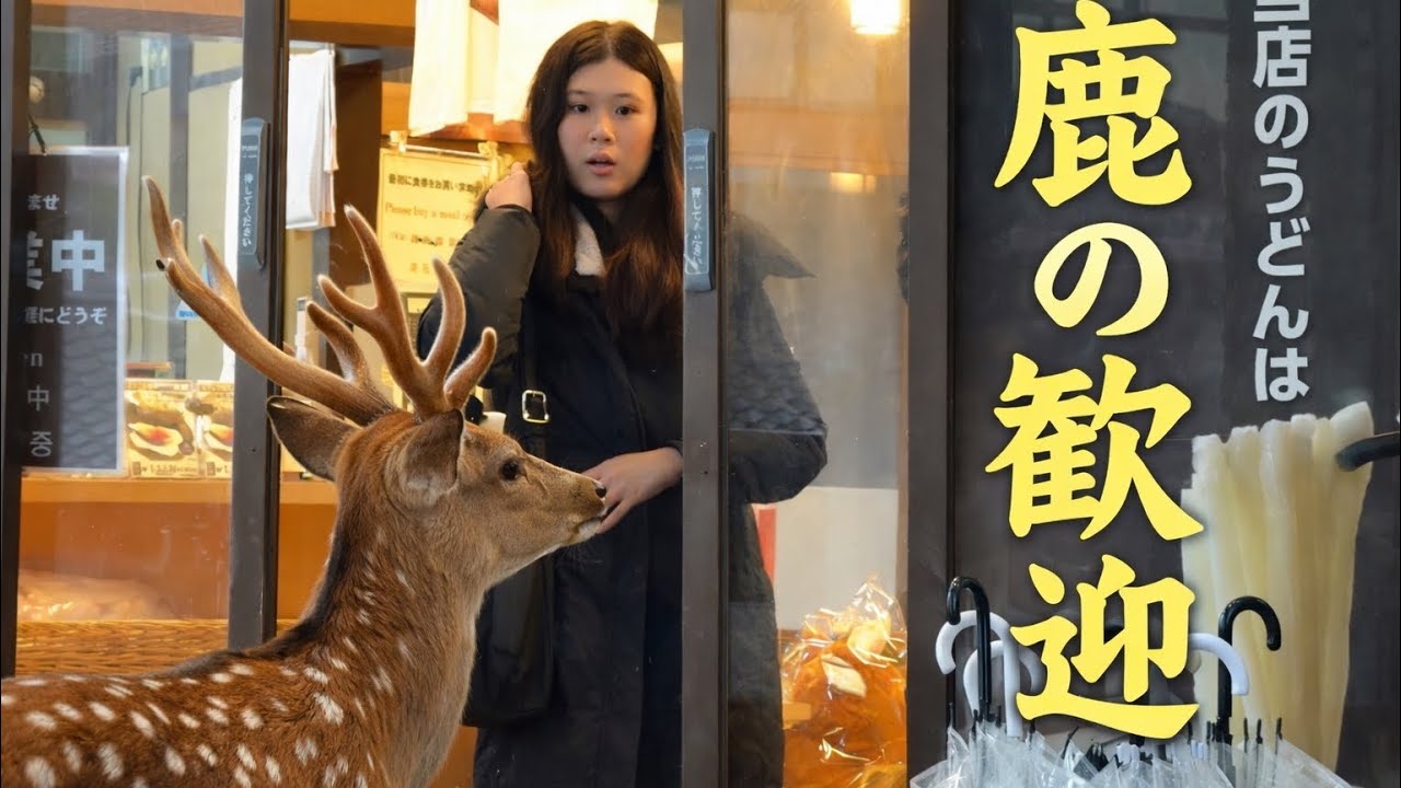 🦌 奈良公園で出会った鹿たち｜心が癒される日本の風景