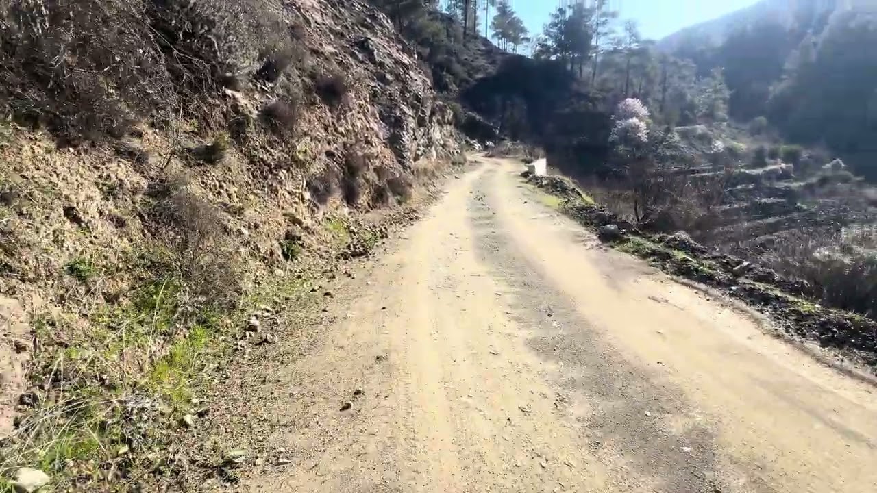 walking in the forest in the Republic of Cyprus 🇨🇾 | the earth’s nature 