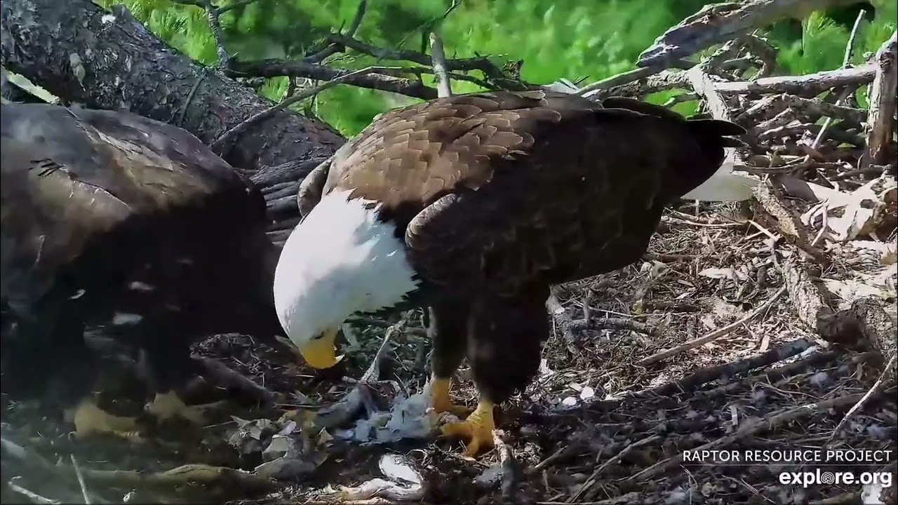Trempealeau Eagles 6-21-25 MrT brings a fish, eats most of it, feeds TE3 a tiny bit