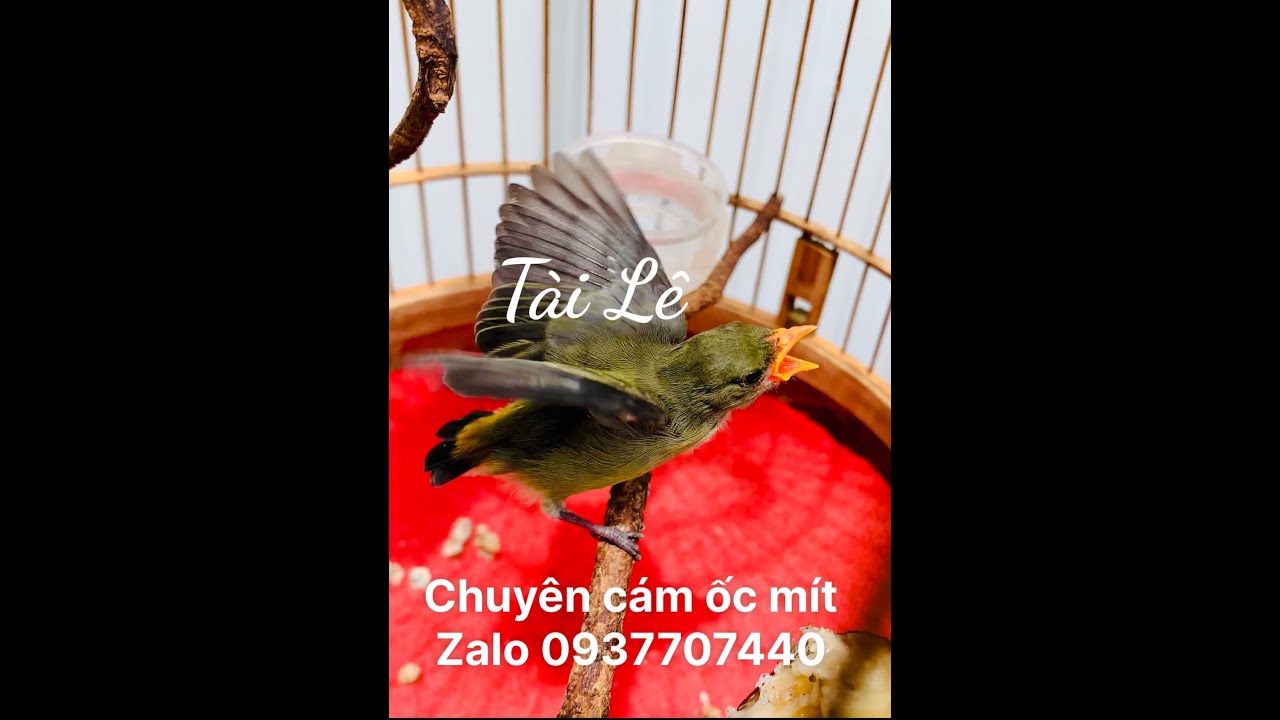 Tiếng chim Ốc Mít mái chuẩn - Tài Lê