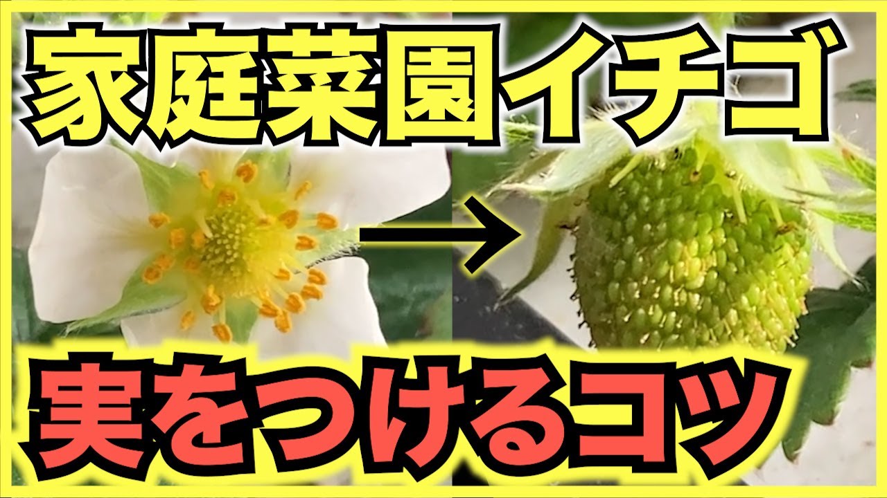 【家庭菜園のイチゴ】実をつけるコツは人工授粉と温度管理！春に花が咲いたら受粉が必須で2月から4月は寒さと暑さに要注意