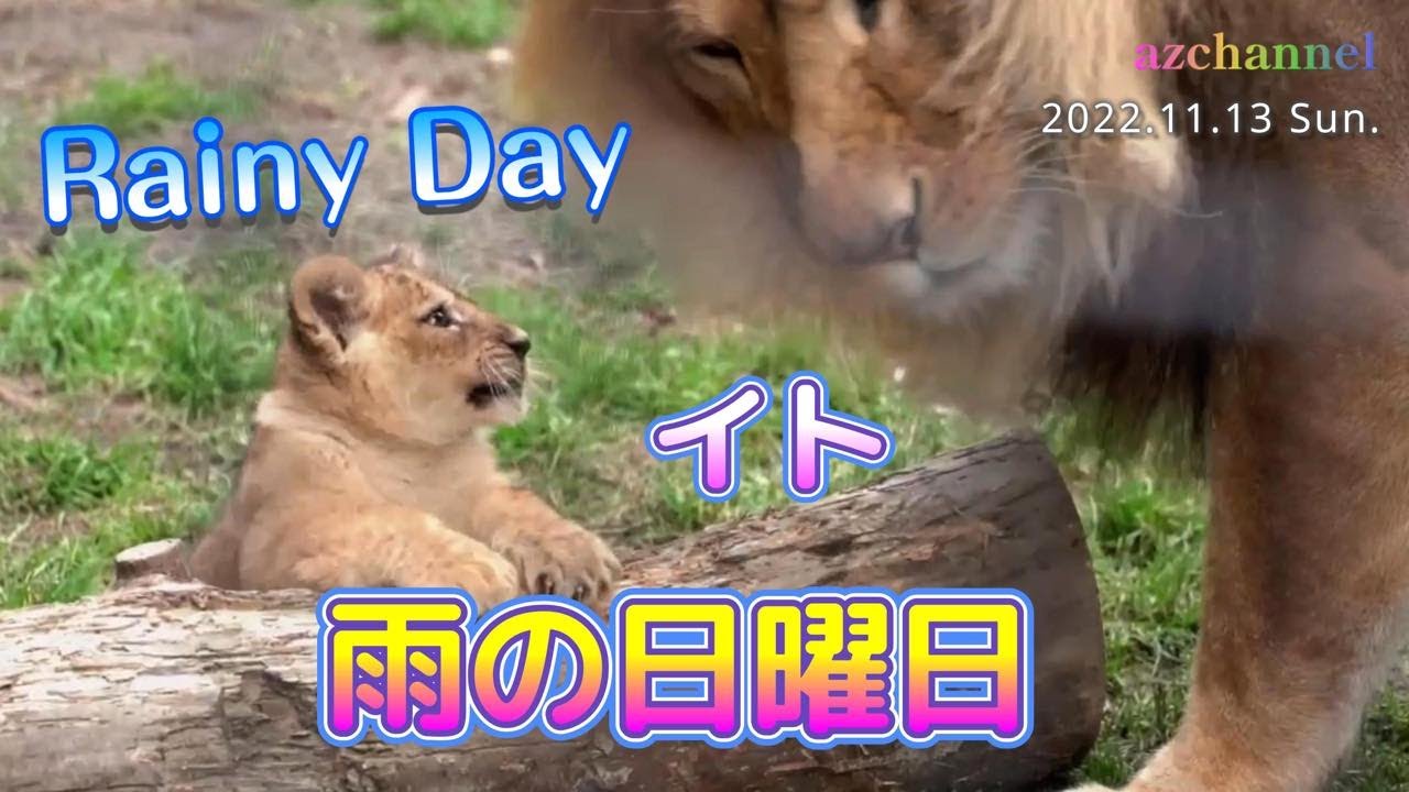 【ライオン親子公開3日目】再編集：雨の日のライオン家族 Lion of the Rainy Day