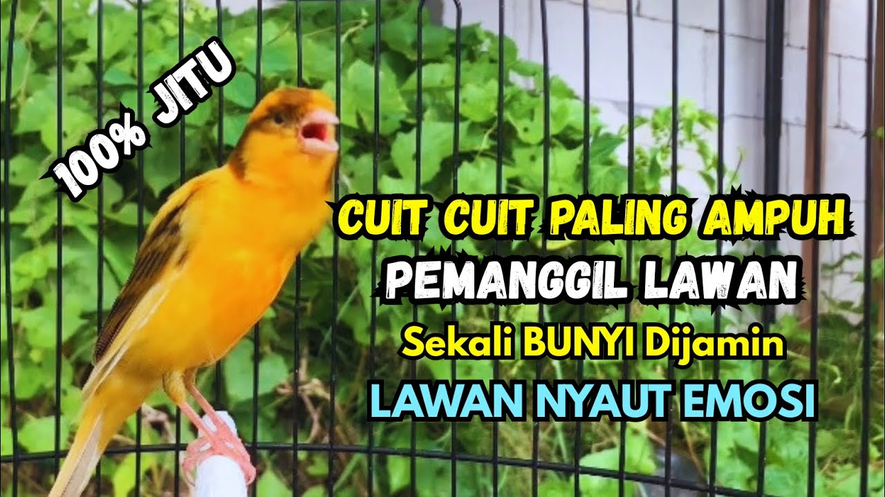 Kenari gacor NGEROL PANJANG cocok untuk PANCINGAN KENARI PAUD bikin BURUNG KENARI GACOR PANJANG