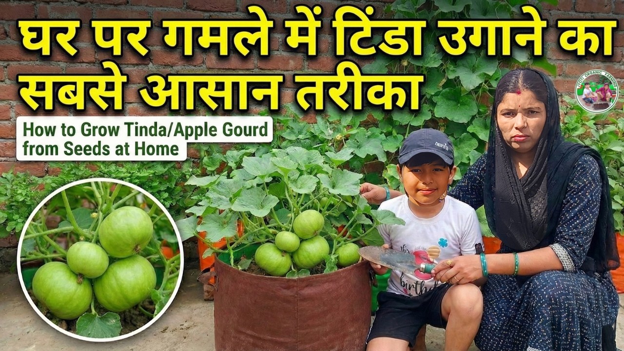 घर पर गमले में टिंडा उगाने का सबसे आसान तरीका  How to Grow TindaApple Gourd from Seeds at Home