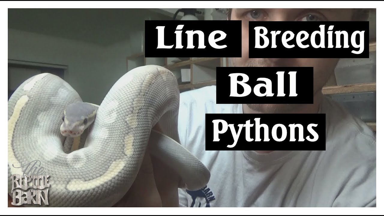 Line Breeding in Ball Pythons