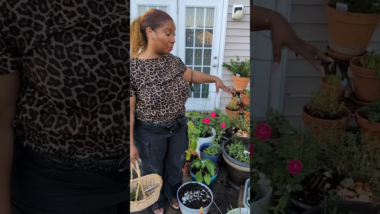 My up start veggie and herb garden SE Georgia 2025
