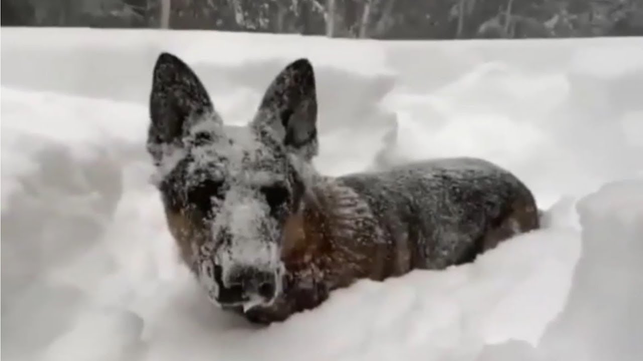 SPR&Oacute;BUJ SIĘ NIE ZAŚMIAĆ! 2023🐼#36😹 Śmieszne koty psy😹