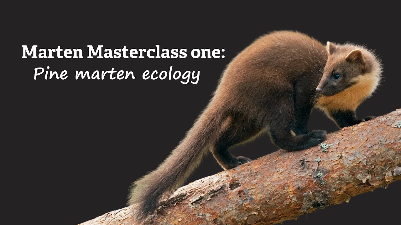 Marten Masterclass:  1. Pine marten ecology