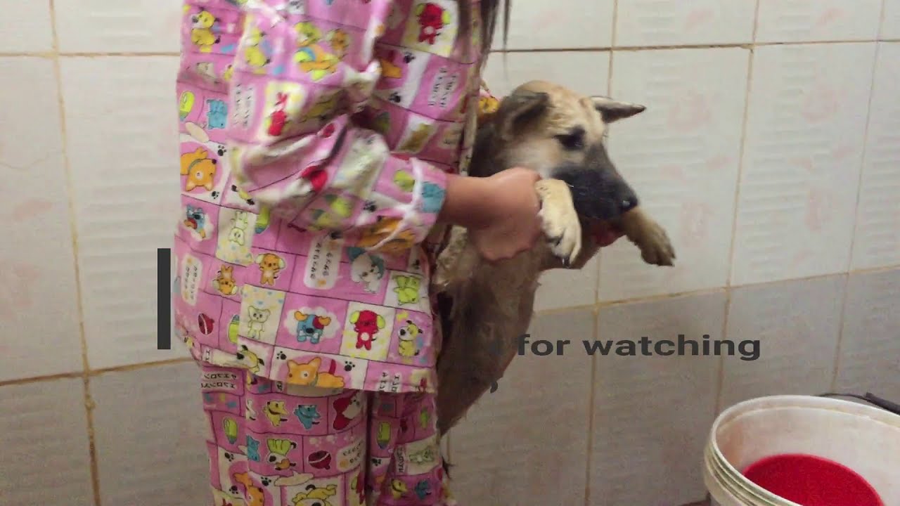 Girl Woman  Rescue Poor Homeland Puppies Attackingby Than 10000's of Ticks