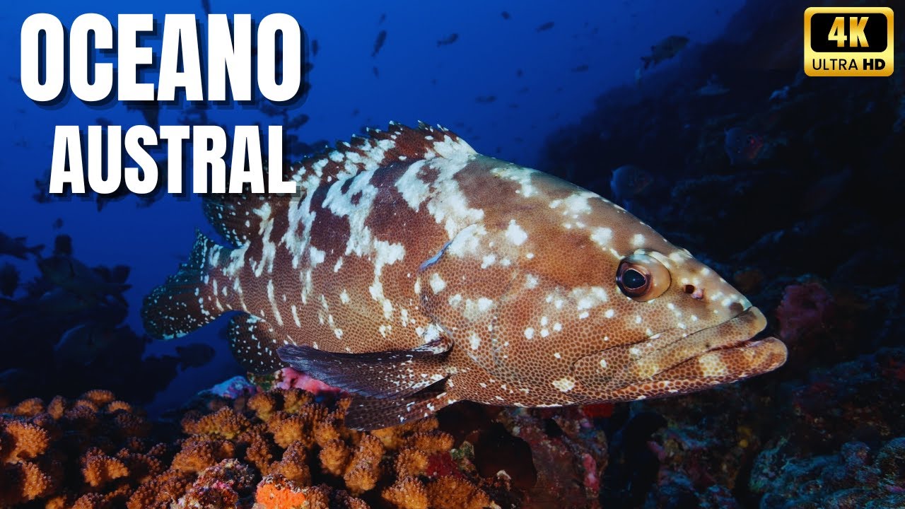 🐠Oceano Austral | Um Mundo Escondido de Vida Selvagem | Mar da Austrália Documentário