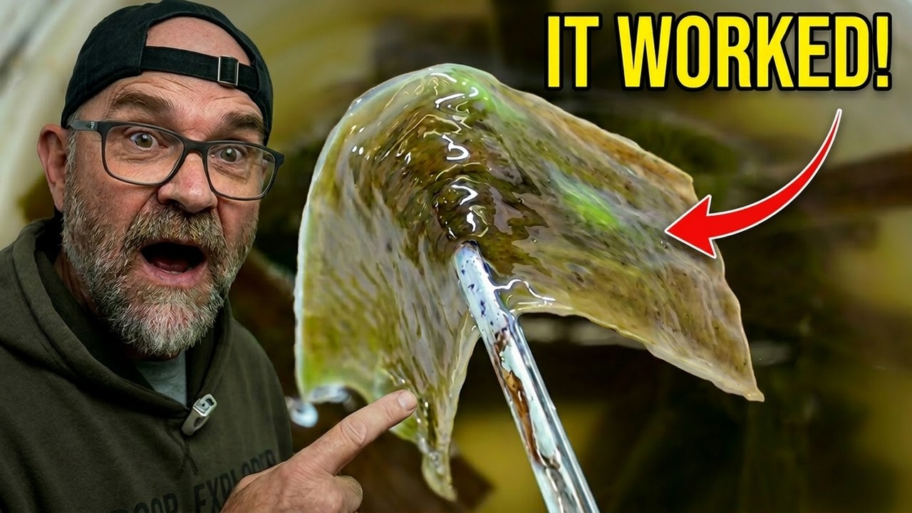 How To Grow Thick Biofilm For Shrimp Food Using Banana Leaves And A Buffer